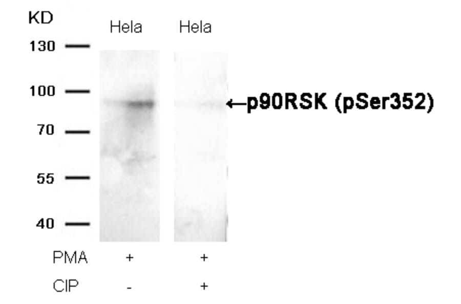 Western blot - p90RSK (Phospho-Ser352) Antibody from Signalway Antibody (11113) - Antibodies.com