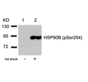 Western blot - HSP90B (Phospho-Ser254) Antibody from Signalway Antibody (11196) - Antibodies.com