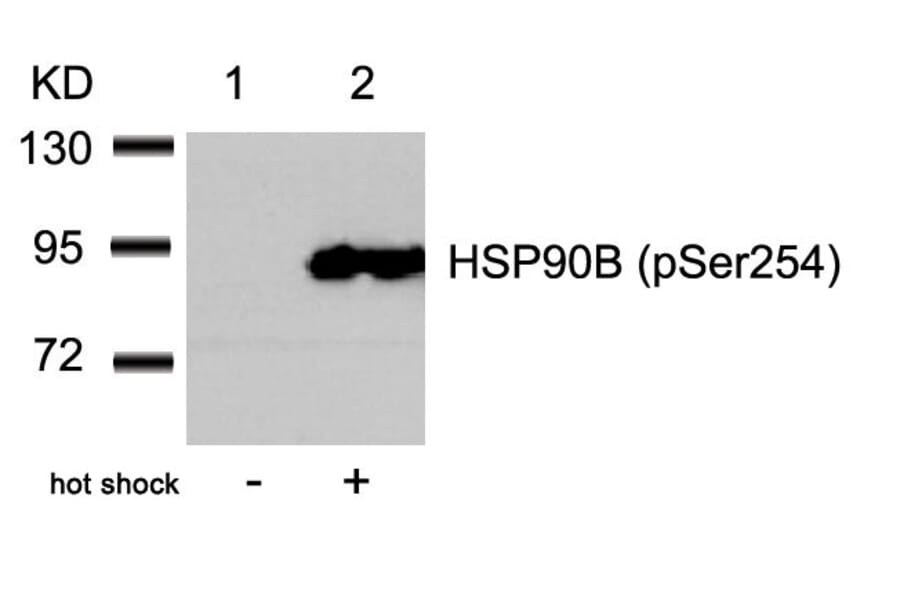 Western blot - HSP90B (Phospho-Ser254) Antibody from Signalway Antibody (11196) - Antibodies.com