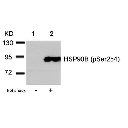 Western blot - HSP90B (Phospho-Ser254) Antibody from Signalway Antibody (11196) - Antibodies.com