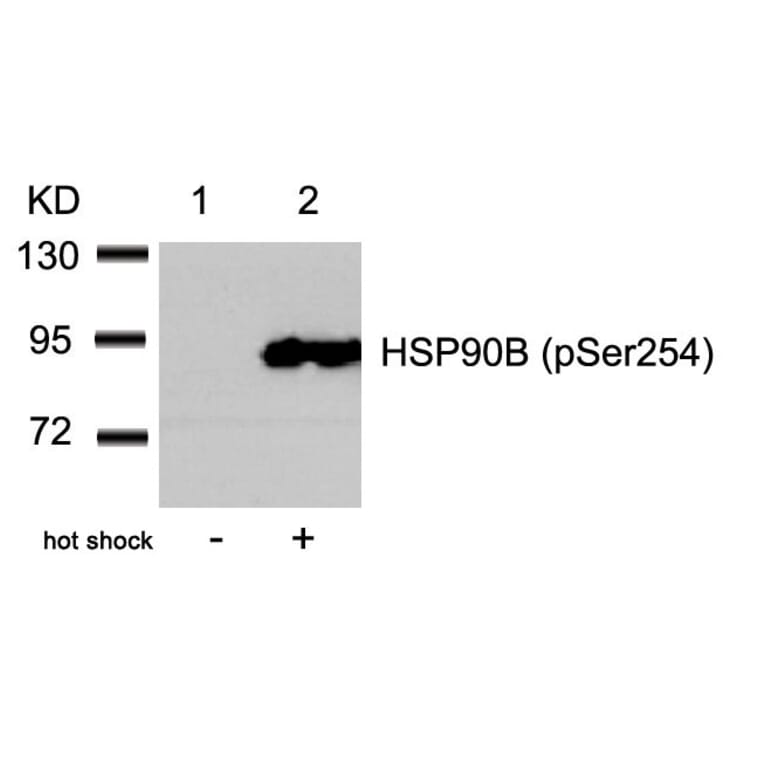 Western blot - HSP90B (Phospho-Ser254) Antibody from Signalway Antibody (11196) - Antibodies.com