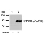 Western blot - HSP90B (Phospho-Ser254) Antibody from Signalway Antibody (11196) - Antibodies.com