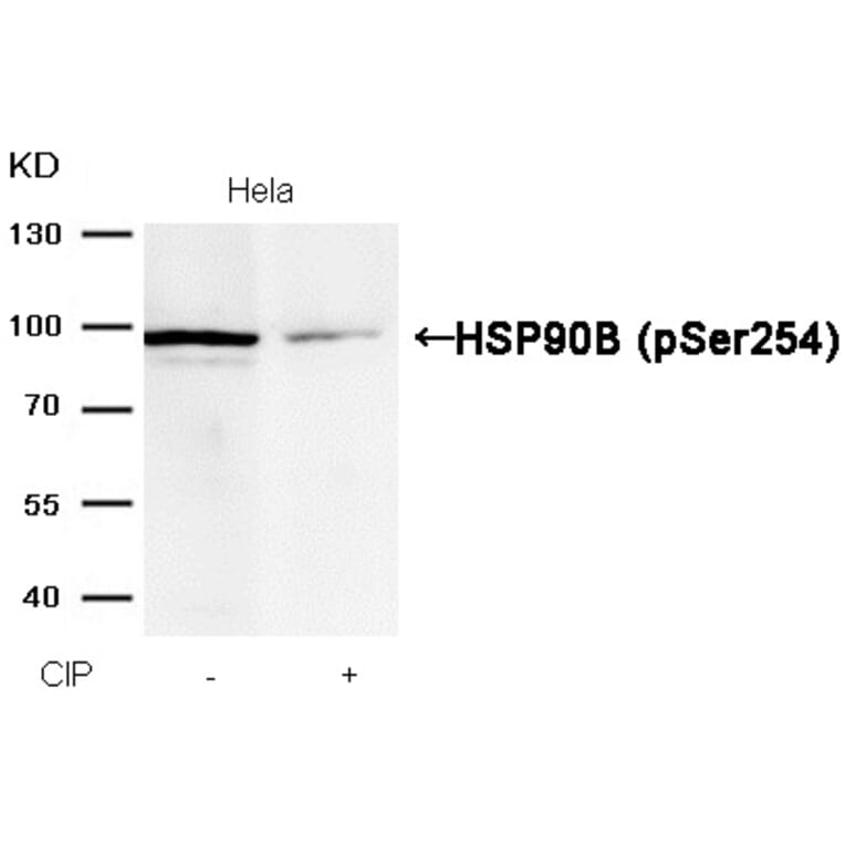 Western blot - HSP90B (Phospho-Ser254) Antibody from Signalway Antibody (11196) - Antibodies.com