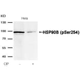Western blot - HSP90B (Phospho-Ser254) Antibody from Signalway Antibody (11196) - Antibodies.com