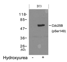 Western blot - Cdc25B (Phospho-Ser149) Antibody from Signalway Antibody (11553) - Antibodies.com