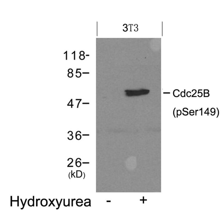 Western blot - Cdc25B (Phospho-Ser149) Antibody from Signalway Antibody (11553) - Antibodies.com