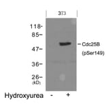 Western blot - Cdc25B (Phospho-Ser149) Antibody from Signalway Antibody (11553) - Antibodies.com