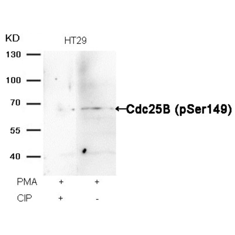 Western blot - Cdc25B (Phospho-Ser149) Antibody from Signalway Antibody (11553) - Antibodies.com