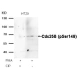 Western blot - Cdc25B (Phospho-Ser149) Antibody from Signalway Antibody (11553) - Antibodies.com