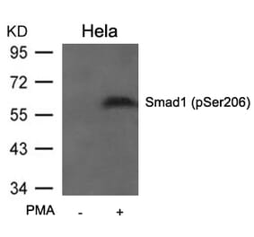 Western blot - Smad1 (Phospho-Ser206) Antibody from Signalway Antibody (11579) - Antibodies.com