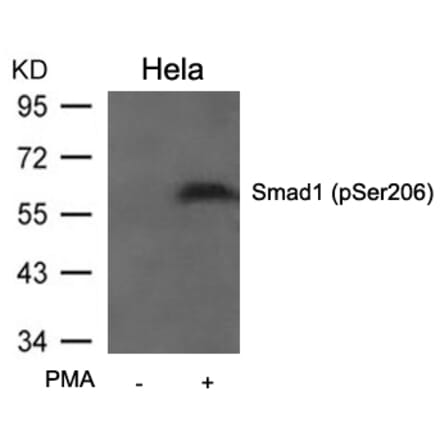 Western blot - Smad1 (Phospho-Ser206) Antibody from Signalway Antibody (11579) - Antibodies.com