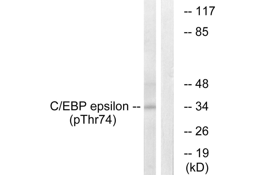 Western blot - C/EBP-ε (Phospho-Thr74) Antibody from Signalway Antibody (11686) - Antibodies.com