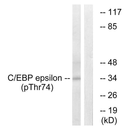 Western blot - C/EBP-ε (Phospho-Thr74) Antibody from Signalway Antibody (11686) - Antibodies.com
