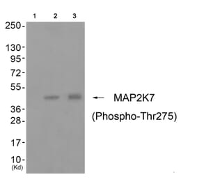 Western blot - MAP2K7 (Phospho-Thr275) Antibody from Signalway Antibody (11743) - Antibodies.com