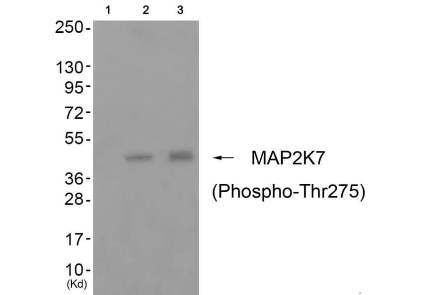 Western blot - MAP2K7 (Phospho-Thr275) Antibody from Signalway Antibody (11743) - Antibodies.com