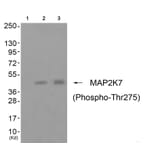 Western blot - MAP2K7 (Phospho-Thr275) Antibody from Signalway Antibody (11743) - Antibodies.com