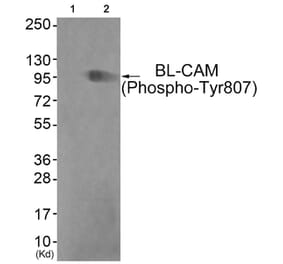 Western blot - BL-CAM (Phospho-Tyr807) Antibody from Signalway Antibody (11765) - Antibodies.com