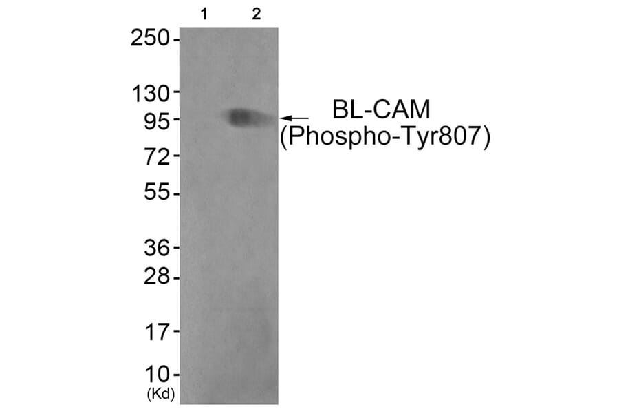 Western blot - BL-CAM (Phospho-Tyr807) Antibody from Signalway Antibody (11765) - Antibodies.com