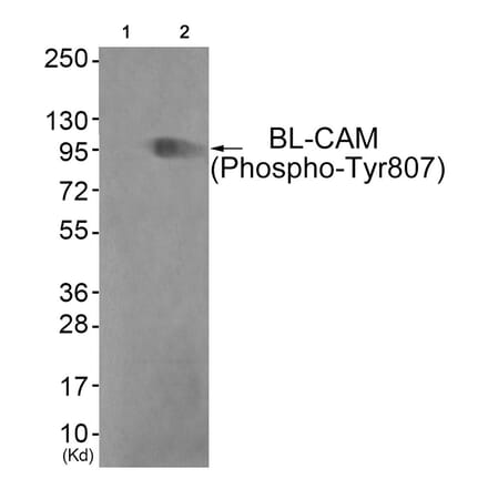 Western blot - BL-CAM (Phospho-Tyr807) Antibody from Signalway Antibody (11765) - Antibodies.com