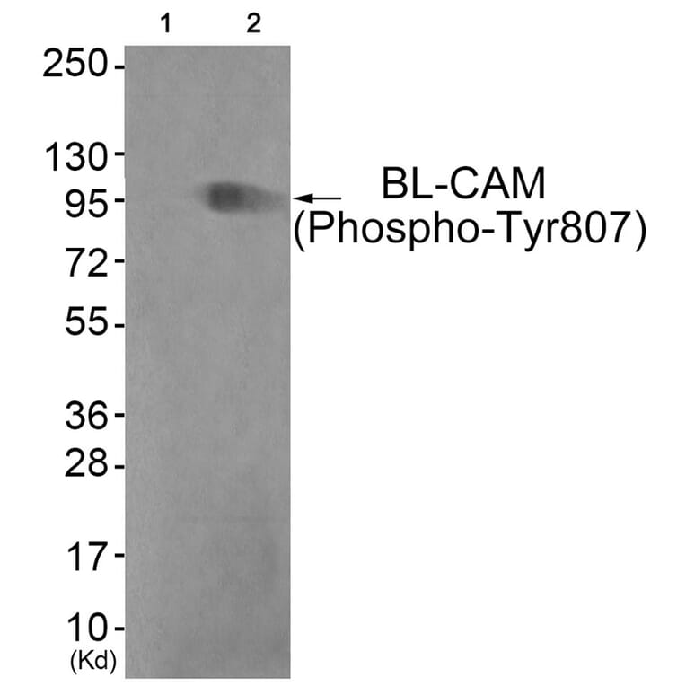 Western blot - BL-CAM (Phospho-Tyr807) Antibody from Signalway Antibody (11765) - Antibodies.com