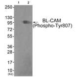 Western blot - BL-CAM (Phospho-Tyr807) Antibody from Signalway Antibody (11765) - Antibodies.com