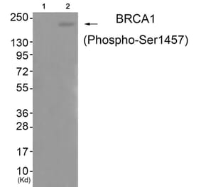 Western blot - BRCA1 (Phospho-Ser1457) Antibody from Signalway Antibody (11787) - Antibodies.com