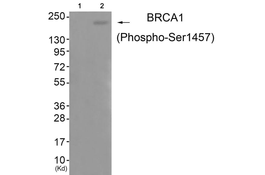 Western blot - BRCA1 (Phospho-Ser1457) Antibody from Signalway Antibody (11787) - Antibodies.com