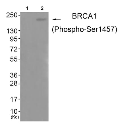 Western blot - BRCA1 (Phospho-Ser1457) Antibody from Signalway Antibody (11787) - Antibodies.com