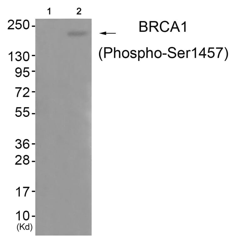 Western blot - BRCA1 (Phospho-Ser1457) Antibody from Signalway Antibody (11787) - Antibodies.com