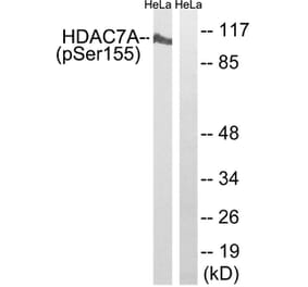 Western blot - HDAC7A (Phospho-Ser155) Antibody from Signalway Antibody (11823) - Antibodies.com
