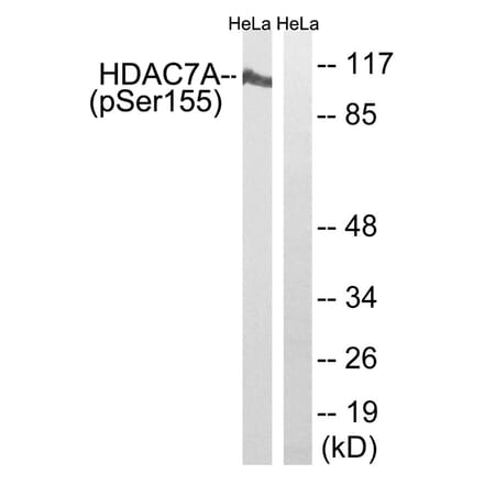 Western blot - HDAC7A (Phospho-Ser155) Antibody from Signalway Antibody (11823) - Antibodies.com