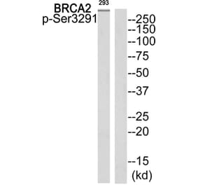Western blot - BRCA2 (Phospho-Ser3291) Antibody from Signalway Antibody (11840) - Antibodies.com