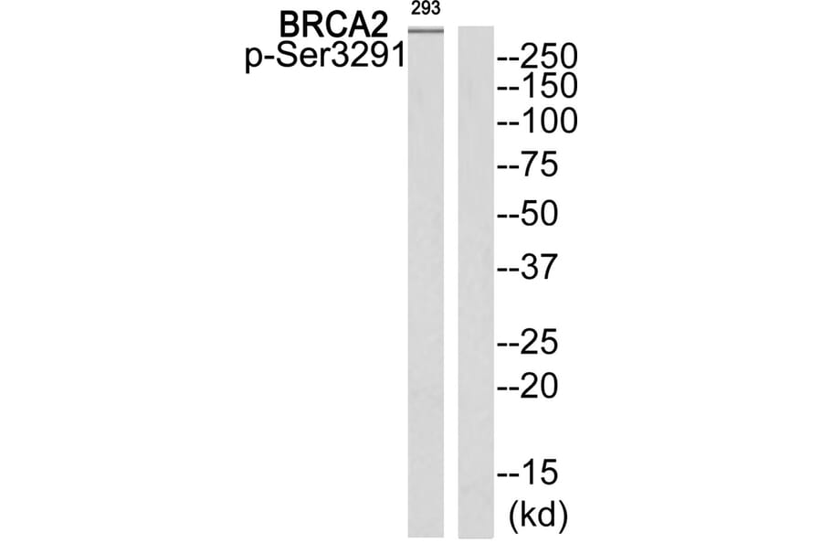 Western blot - BRCA2 (Phospho-Ser3291) Antibody from Signalway Antibody (11840) - Antibodies.com