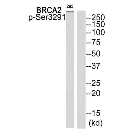 Western blot - BRCA2 (Phospho-Ser3291) Antibody from Signalway Antibody (11840) - Antibodies.com