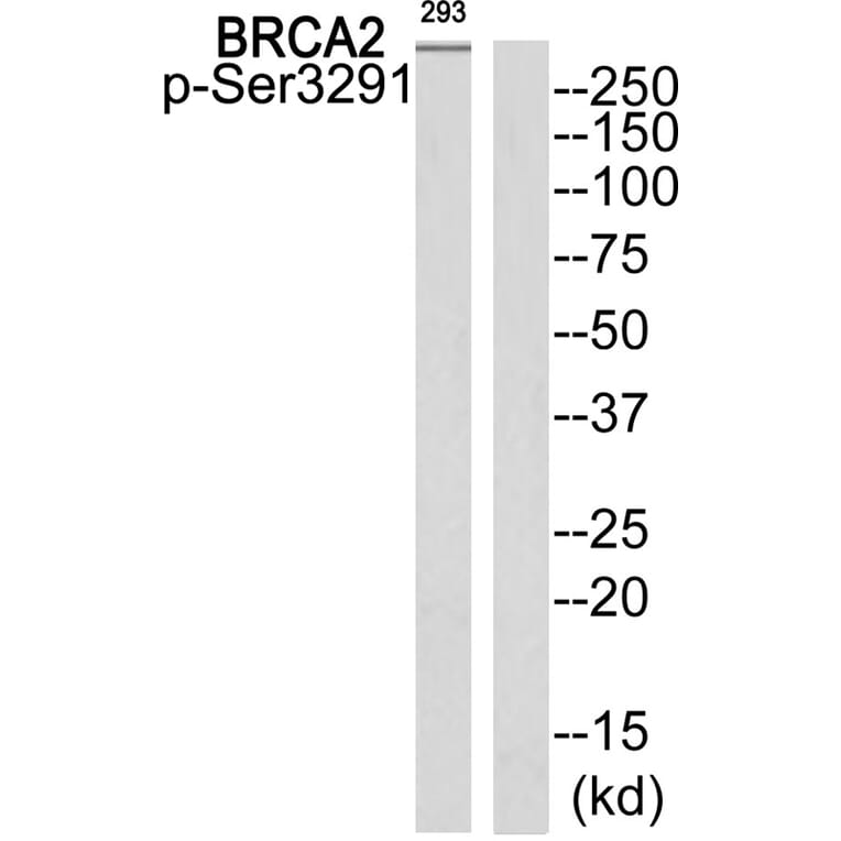 Western blot - BRCA2 (Phospho-Ser3291) Antibody from Signalway Antibody (11840) - Antibodies.com