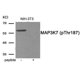 Western blot - MAP3K7 (Phospho-Thr187) Antibody from Signalway Antibody (11899) - Antibodies.com