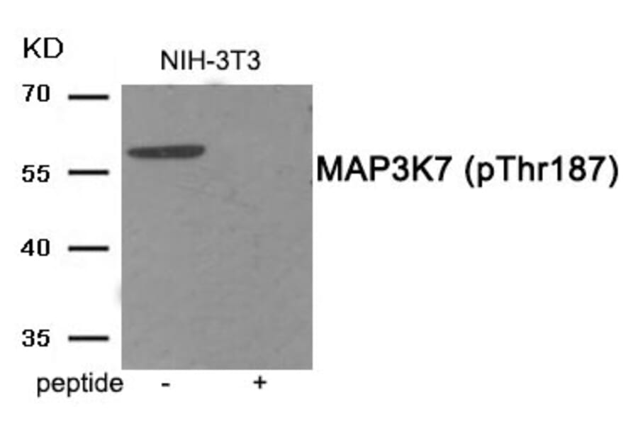 Western blot - MAP3K7 (Phospho-Thr187) Antibody from Signalway Antibody (11899) - Antibodies.com
