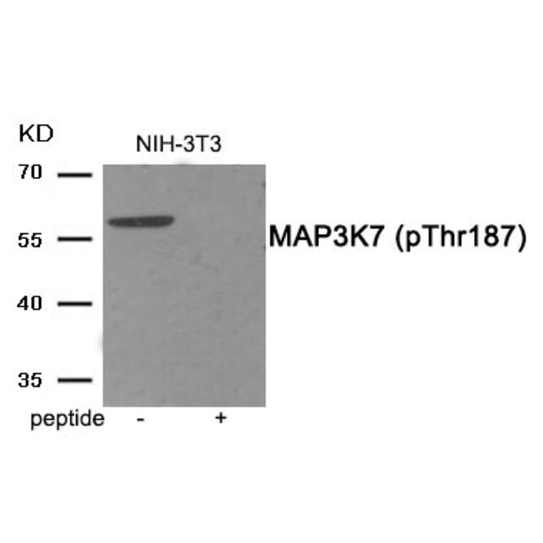 Western blot - MAP3K7 (Phospho-Thr187) Antibody from Signalway Antibody (11899) - Antibodies.com