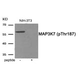 Western blot - MAP3K7 (Phospho-Thr187) Antibody from Signalway Antibody (11899) - Antibodies.com