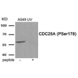 Western blot - CDC25A (Phospho-Ser178) Antibody from Signalway Antibody (11948) - Antibodies.com