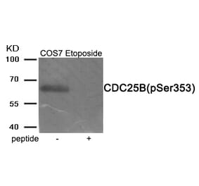 Western blot - CDC25B (Phospho-Ser353) Antibody from Signalway Antibody (11949) - Antibodies.com