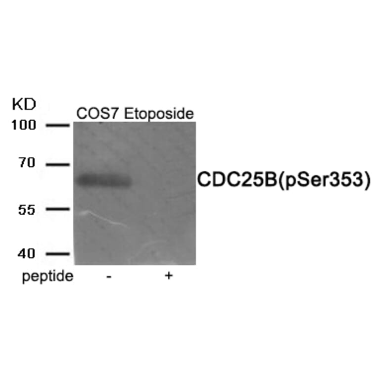 Western blot - CDC25B (Phospho-Ser353) Antibody from Signalway Antibody (11949) - Antibodies.com