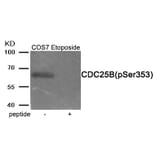 Western blot - CDC25B (Phospho-Ser353) Antibody from Signalway Antibody (11949) - Antibodies.com