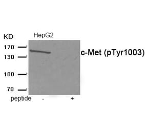 Western blot - c-Met (Phospho-Tyr1003) Antibody from Signalway Antibody (11971) - Antibodies.com