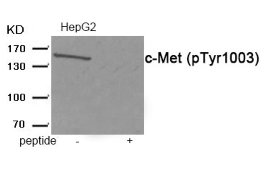 Western blot - c-Met (Phospho-Tyr1003) Antibody from Signalway Antibody (11971) - Antibodies.com