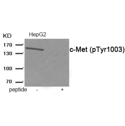 Western blot - c-Met (Phospho-Tyr1003) Antibody from Signalway Antibody (11971) - Antibodies.com