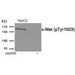 Western blot - c-Met (Phospho-Tyr1003) Antibody from Signalway Antibody (11971) - Antibodies.com