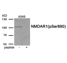 Western blot - NMDAR1 (Phospho-Ser890) Antibody from Signalway Antibody (11979) - Antibodies.com