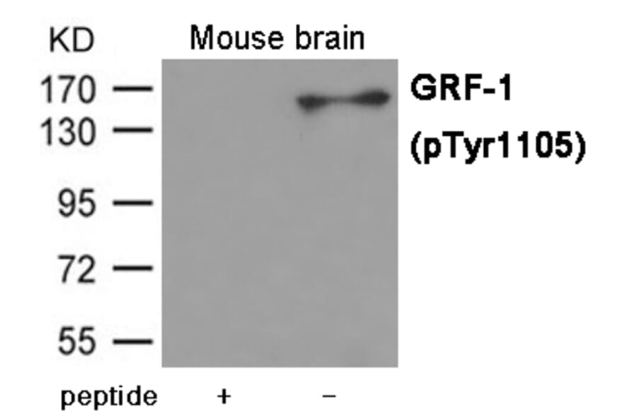 Western blot - GRF-1 (Phospho-Tyr1105) Antibody from Signalway Antibody (12009) - Antibodies.com
