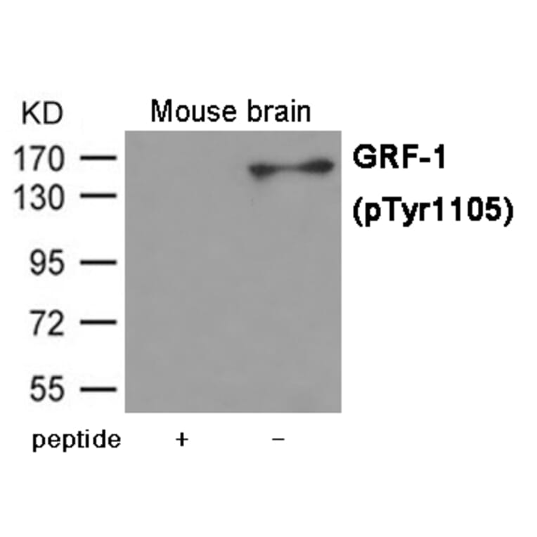 Western blot - GRF-1 (Phospho-Tyr1105) Antibody from Signalway Antibody (12009) - Antibodies.com